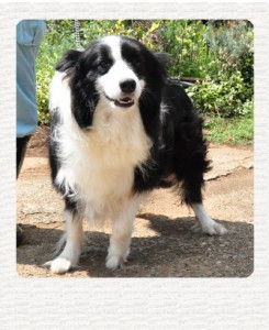 ボーダーコリー　ブリーダー子犬販売専門店　Angel Wan 東京　神奈川　千葉