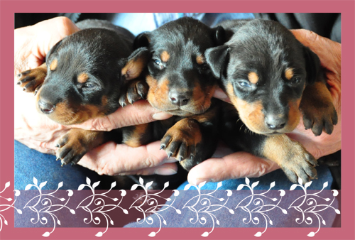 ドーベルマン　ブリーダー子犬販売専門店　Angel Wan 東京　神奈川　千葉