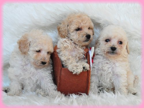 トイプードル ブリーダー子犬販売専門店　AngelWan 東京　神奈川　千葉