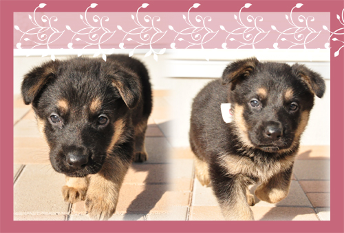 ジャーマンシェパードドッグ　ブリーダー子犬販売専門店　Angel Wan 東京　神奈川　千葉