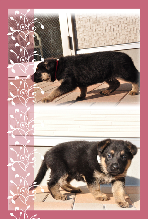 じゃ　ブリーダー子犬販売専門店　Angel Wan 東京　神奈川　千葉