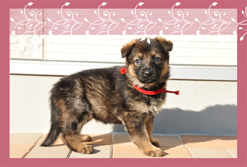 ジャーマンシェパードドッグ ウルフ 血統優秀 ジャーマンシェパードドッグ ブリーダー子犬販売専門店 Angel Wan 東京 神奈川 千葉