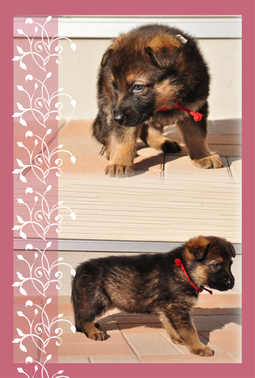 ジャーマンシェパードドッグ 女の子 (♀) 訓練血統 ジャーマンシェパードドッグ ブリーダー子犬販売専門店 Angel Wan 東京 神奈川 千葉