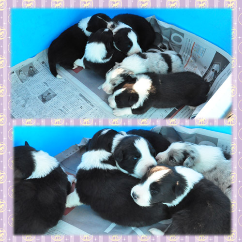 ボーダーコリー　ブリーダー子犬販売専門店　Angel Wan 東京　神奈川　千葉