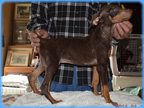 ドーベルマン 子犬販売の専門店 AngelWan 東京 神奈川 千葉