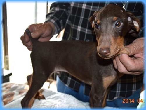 ドーベルマン 子犬販売の専門店 AngelWan 東京 神奈川 千葉