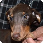 ドーベルマン 子犬販売の専門店 AngelWan 横浜