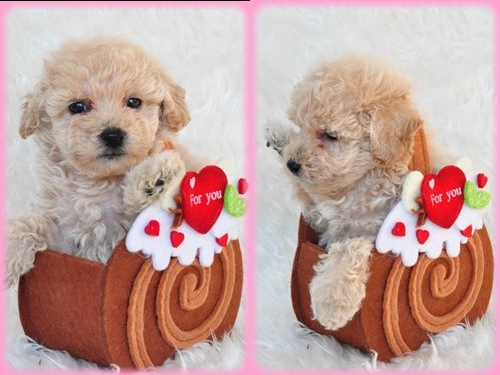 トイプードル ブリーダー子犬販売専門店　AngelWan 東京　神奈川　千葉