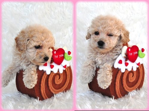 トイプードル ブリーダー子犬販売専門店　AngelWan 東京　神奈川　千葉