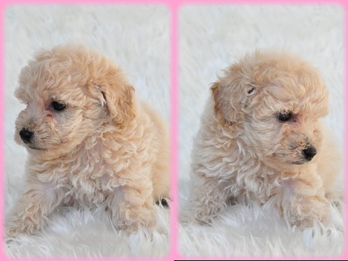 トイプードル ブリーダー子犬販売専門店　AngelWan 東京　神奈川　千葉