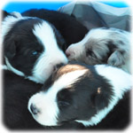 ボーダーコリー　ブリーダー子犬販売専門店　Angel Wan　横浜