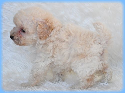 トイプードル ブリーダー子犬販売専門店 AngelWan 東京 神奈川 千葉