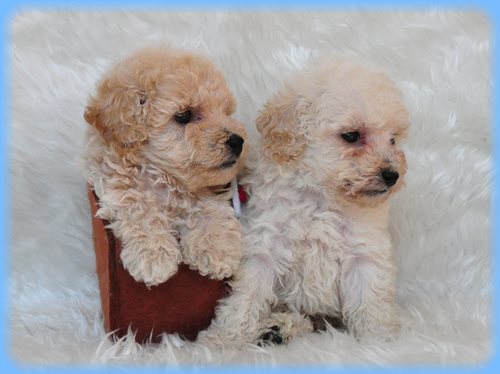 トイプードル ブリーダー子犬販売専門店 AngelWan 東京 神奈川 千葉