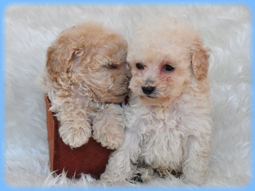 トイプードル ブリーダー子犬販売専門店 AngelWan 東京 神奈川 千葉