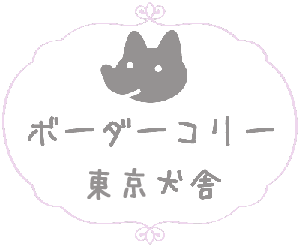 ボーダーコリー　ブリーダー子犬販売専門店　Angel Wan　横浜