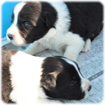 ブラック＆ホワイト　ブリーダー子犬販売専門店　Angel Wan　横浜