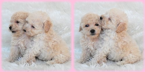 トイプードル ブリーダー子犬販売専門店　AngelWan 東京　神奈川　千葉