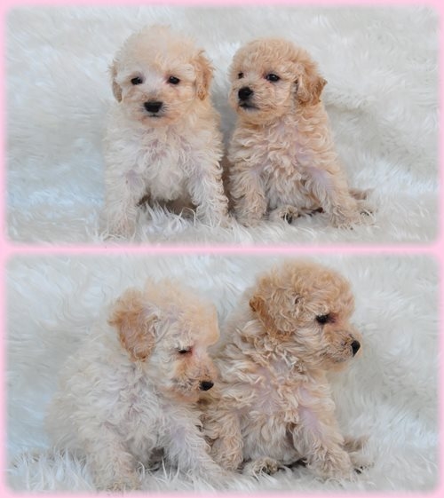 トイプードル ブリーダー子犬販売専門店　AngelWan 東京　神奈川　千葉