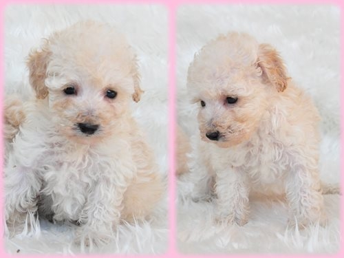 トイプードル ブリーダー子犬販売専門店　AngelWan 東京　神奈川　千葉