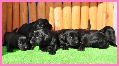 フラットコーテッドレトリバー ブリーダー子犬販売専門店　Angel wan 東京　神奈川　千葉