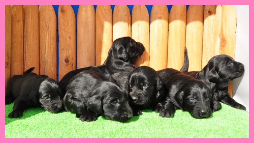 フラットコーテッドレトリバー ブリーダー子犬販売専門店　Angel wan 東京　神奈川　千葉