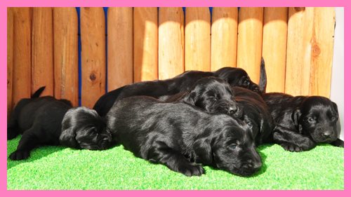 フラットコーテッドレトリバー ブリーダー子犬販売専門店　Angel wan 東京　神奈川　千葉