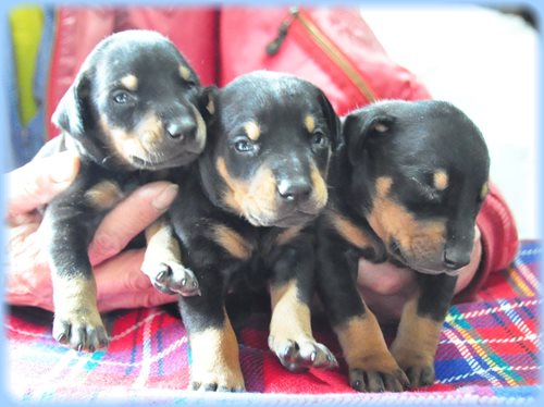 ドーベルマン ブリーダー子犬販売専門店　AngelWan 東京　神奈川　千葉