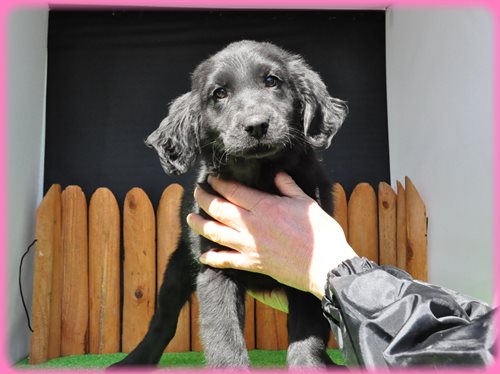 フラットコーテッドレトリバー　ブリーダー子犬販売専門店　AngelWan 東京　神奈川　千葉