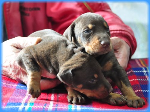 ドーベルマン ブリーダー子犬販売専門店 AngelWan 東京 神奈川 千葉
