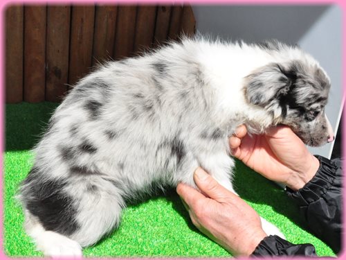 ボーダーコリー ブリーダー子犬販売専門店 AngelWan 東京 神奈川 千葉