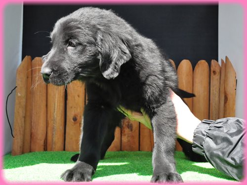 フラットコーテッドレトリバー　ブリーダー子犬販売専門店　AngelWan 東京　神奈川　千葉