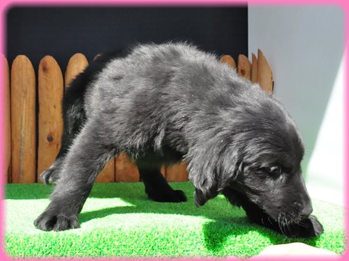 フラットコーテッドレトリバー　ブリーダー子犬販売専門店　AngelWan 東京　神奈川　千葉