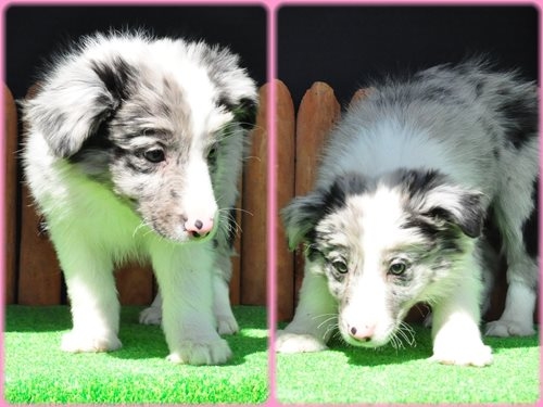 ボーダーコリー ブリーダー子犬販売専門店 AngelWan 東京 神奈川 千葉