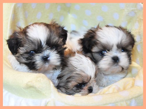 シーズー ブリーダー子犬販売専門店 AngelWan 東京 神奈川 千葉