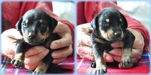 ドーベルマン ブリーダー子犬販売専門店　AngelWan 東京　神奈川　千葉