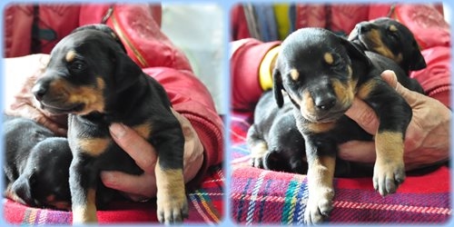 ドーベルマン ブリーダー子犬販売専門店　AngelWan 東京　神奈川　千葉