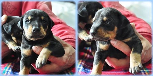 ドーベルマン ブリーダー子犬販売専門店　AngelWan 東京　神奈川　千葉