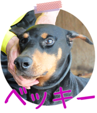 ドーベルマン　ブリーダー子犬販売専門店　Angel Wan　横浜