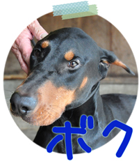 ドーベルマン　ブリーダー子犬販売専門店　Angel Wan　横浜