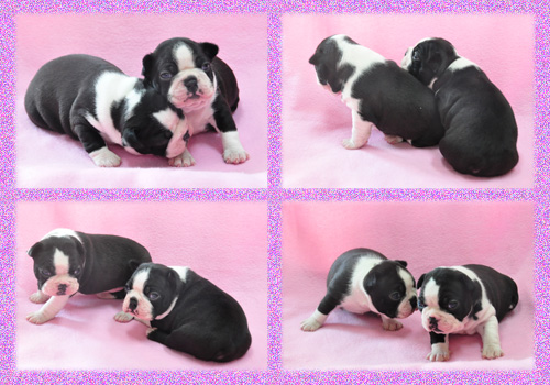 ボストンテリア　オス　メス　子犬販売の専門店　AngelWan　横浜　神奈川