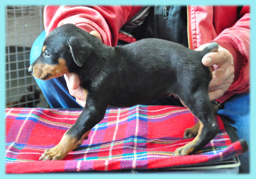 ドーベルマン　ブラックタン　オス　子犬販売の専門店　AngelWan　横浜　神奈川