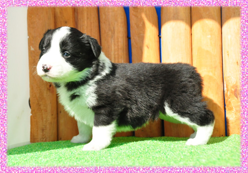 ボーダーコリー　ブラック＆ホワイト　メス　子犬販売の専門店　AngelWan　横浜