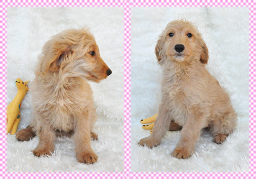 ゴールデンドゥードル　ミックス　メス　子犬販売の専門店　AngelWan　横浜