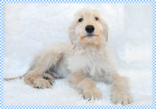 ゴールデンドゥードル ミックス オス 子犬販売の専門店 AngelWan 横浜