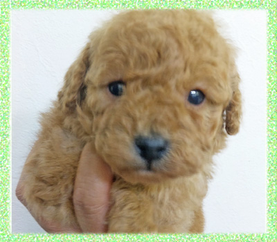トイプードル アプリコット オス 子犬販売の専門店 AngelWan 横浜 神奈川
