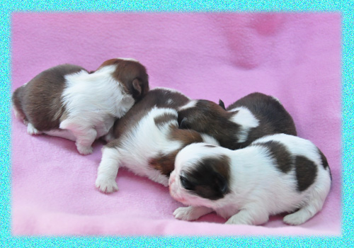 シーズー　ホワイト＆ゴールド　子犬販売の専門店　AngelWan　横浜