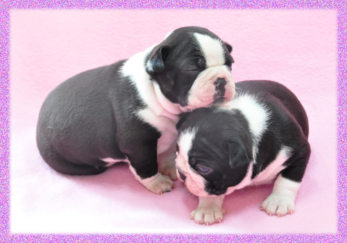 ボストンテリア　オス　メス　子犬販売の専門店　AngelWan　横浜　神奈川