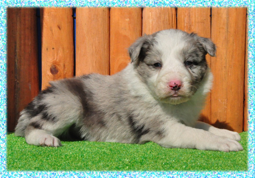 ボーダーコリー　ブルーマール　オス　子犬販売の専門店　AngelWan　横浜