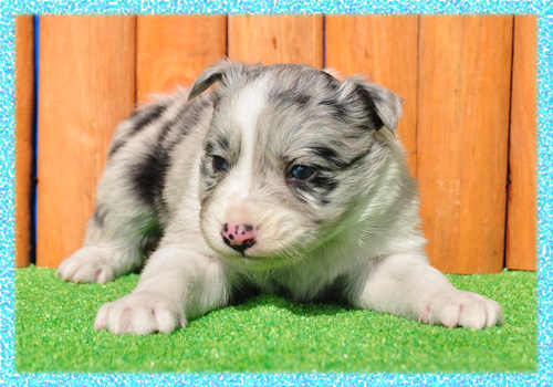 ボーダーコリー ブルーマール オス 子犬販売の専門店 AngelWan 横浜