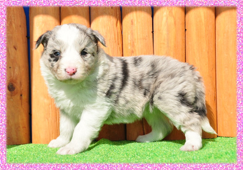 ボーダーコリー　ブルーマール　メス　子犬販売の専門店　AngelWan　横浜